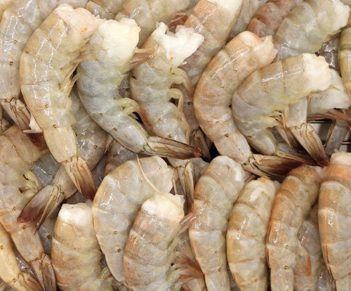 두절새우 블럭 1.8kg