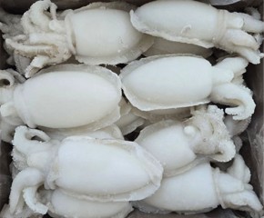 냉동 갑오징어 홀크린 100/200